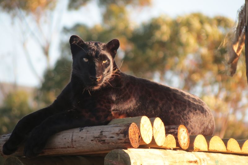 Panthera Africa
