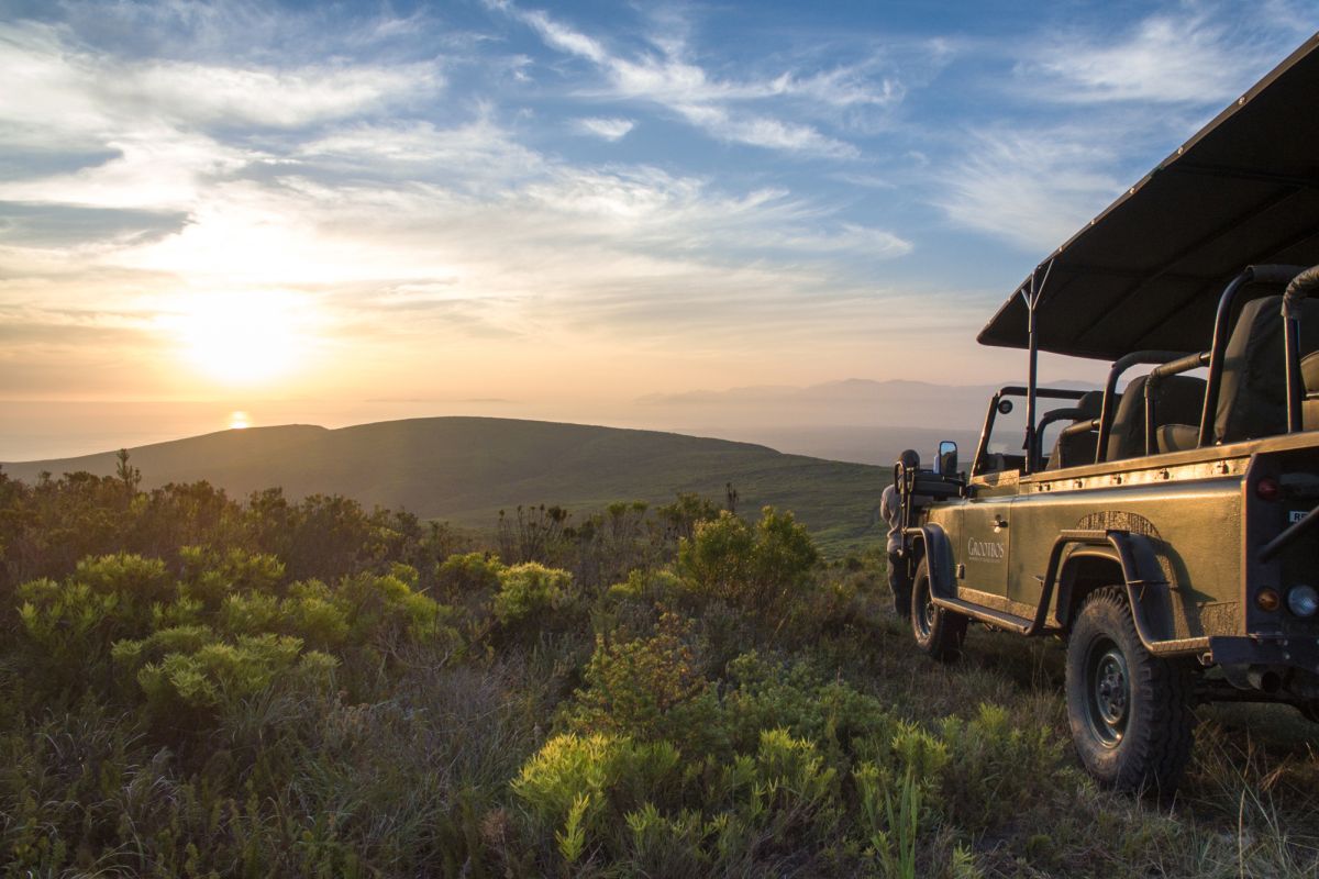 Let’s go on Safari